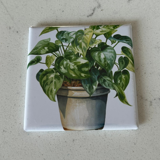 Plant 4